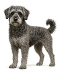Schnoodle - FULL BODY