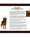 Shepadoodle (German Shepherd + Poodle)-Heritage History Dog Breed Portrait