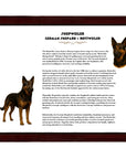 Shepweiler (German Shepherd + Rottweiler)-Heritage History Dog Breed Portrait