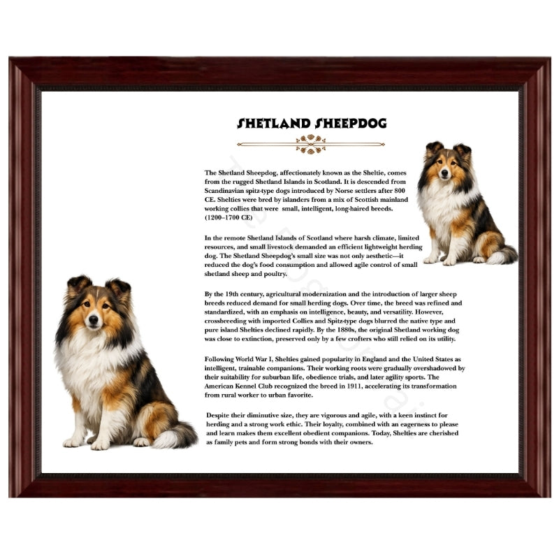 Shetland Sheepdog-Heritage History Dog Breed Portrait