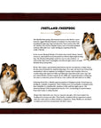 Shetland Sheepdog-Heritage History Dog Breed Portrait