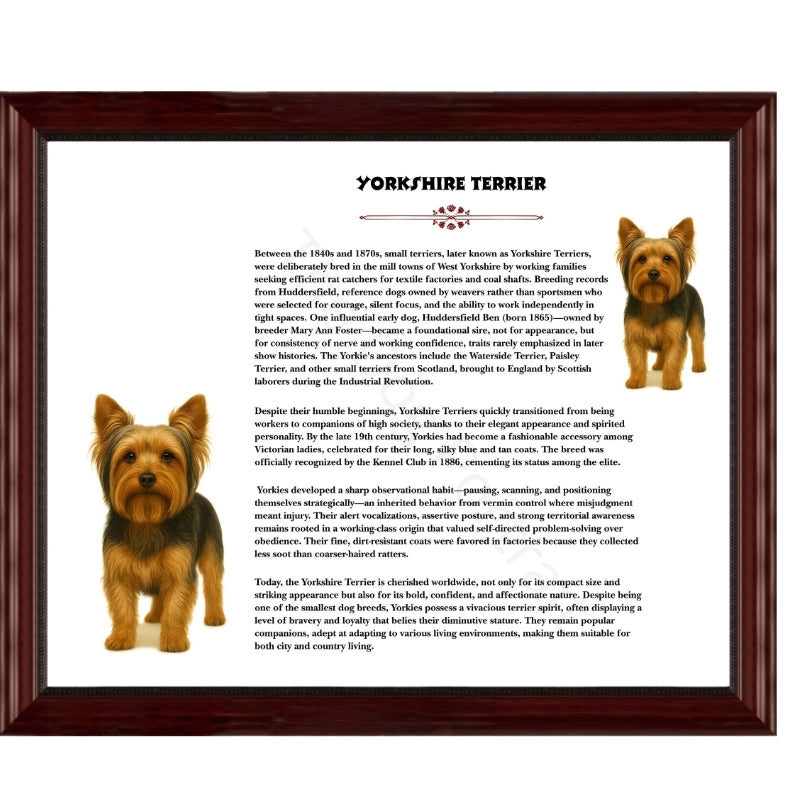Yorkshire Terrier-Heritage History Dog Breed Portrait